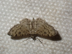 Eupithecia inturbata