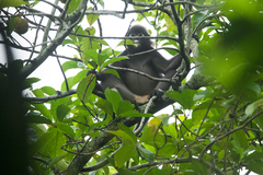 Trachypithecus obscurus