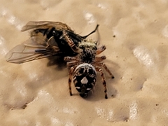 Phidippus