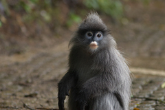 Indochinese Gray Langur photo 1