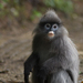 Indochinese Gray Langur - Photo (c) ayuwat, some rights reserved (CC BY-NC)