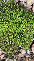 Pseudanomodon attenuatus