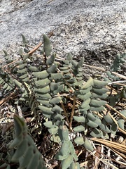 Pellaea bridgesii