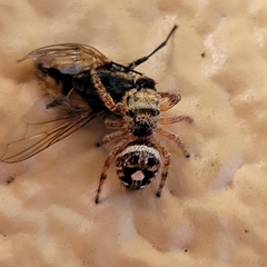 Phidippus