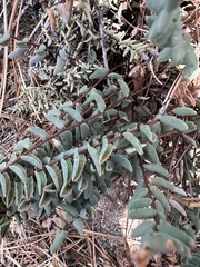 Pellaea bridgesii