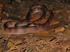 Siphlophis compressus