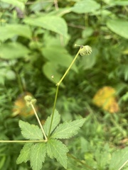 Sanicula canadensis