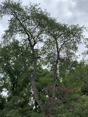 Ulmus rubra