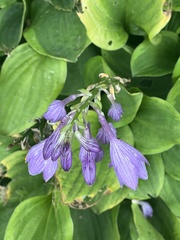 Hosta sieboldii