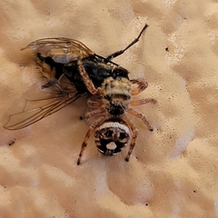 Phidippus