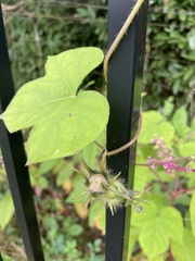 Ipomoea hederacea