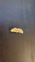 Hileithia magualis