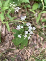 Ageratina aromatica
