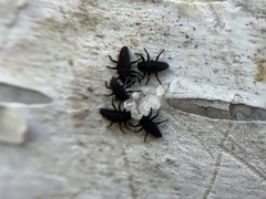 Harmonia axyridis