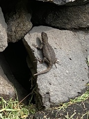 Sceloporus anahuacus