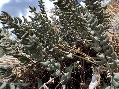 Pellaea bridgesii