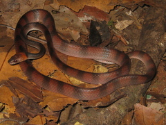 Siphlophis compressus