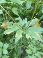 Sanicula canadensis