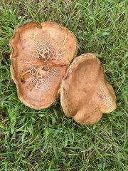 Aureoboletus innixus