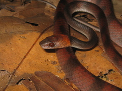 Siphlophis compressus