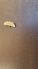 Hileithia magualis