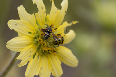 Loyolanthidium