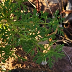 Leucospora multifida