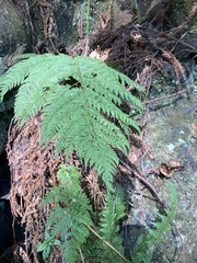 Dryopteris expansa