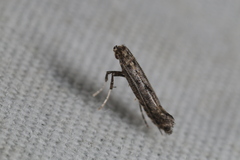 Parornix geminatella