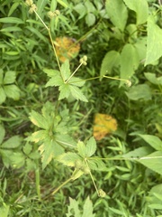 Sanicula canadensis