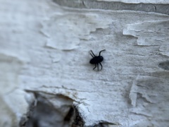Harmonia axyridis