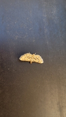 Hileithia magualis