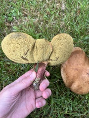 Aureoboletus innixus