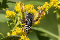 Spilomyia fusca