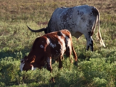 Bos taurus