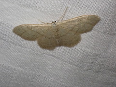 Idaea straminata