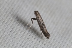 Parornix geminatella