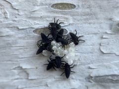 Harmonia axyridis