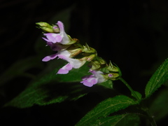 Salvia carnea