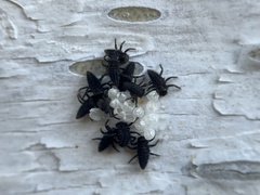 Harmonia axyridis