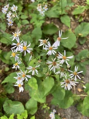 Eurybia