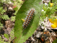 Melitaea