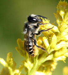 Megachile relativa