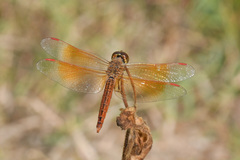 Brachythemis contaminata
