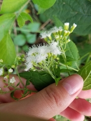 Ageratina aromatica
