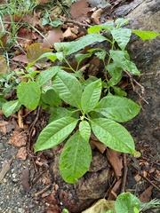 Phytolacca americana