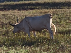 Bos taurus
