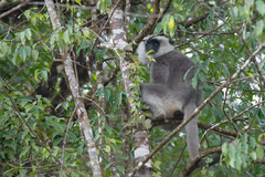 Semnopithecus schistaceus