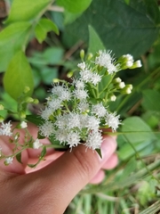 Ageratina aromatica