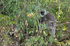 Semnopithecus schistaceus